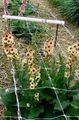 Photo Ornamental Mullein, Verbascum Garden Flowers growing and characteristics