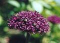 Photo Ornamental Onion Garden Flowers growing and characteristics