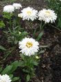 Photo Ox-eye daisy, Shasta daisy, Field Daisy, Marguerite, Moon Daisy Garden Flowers growing and characteristics
