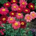 Photo Painted Daisy, Golden Feather, Golden Feverfew Garden Flowers growing and characteristics