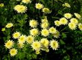 Foto Gemaltes Gänseblümchen, Goldene Feder, Goldene Mutterkraut Gartenblumen wächst und Merkmale