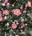 Foto Papier Gänseblümchen, Sonnenstrahl Gartenblumen wächst und Merkmale