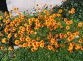 Foto Fallschirm Daisy Gartenblumen wächst und Merkmale
