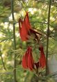 Foto Papageienschnabel, Korallen Edelstein, Pelikan Schnabel Gartenblumen wächst und Merkmale