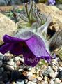 Photo Pasque flower  growing and characteristics
