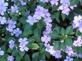 Foto Geduld Pflanze, Balsam, Juwel Unkraut, Busy Lizzie Gartenblumen wächst und Merkmale