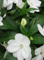 Foto Geduld Pflanze, Balsam, Juwel Unkraut, Busy Lizzie Gartenblumen wächst und Merkmale
