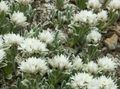 Photo Pearl everlasting Garden Flowers growing and characteristics