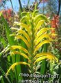 Photo Pennants, African Cornflag, Cobra Lily Garden Flowers growing and characteristics
