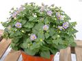 Foto Persisch Violett, Deutsch Violett Gartenblumen wächst und Merkmale