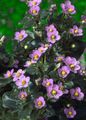 Foto Persisch Violett, Deutsch Violett Gartenblumen wächst und Merkmale