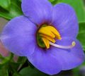 Photo Persian Violet, German Violet Garden Flowers growing and characteristics