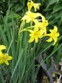 Photo Peruvian Daffodil, Perfumed Fairy Lily, Delicate Lily Garden Flowers growing and characteristics