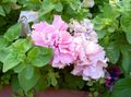 roze Tuin Bloemen Petunia karakteristieken, foto