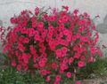 Photo Petunia Fortunia Garden Flowers growing and characteristics
