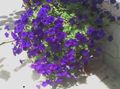 Photo Petunia Fortunia Garden Flowers growing and characteristics