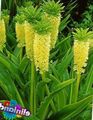 Photo Pineapple Flower, Pineapple Lily  growing and characteristics