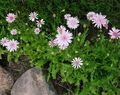Foto Rosa Falken Bart, Pippau Gartenblumen wächst und Merkmale