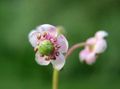 Photo Pipsissewa, Prince's Pine, Ground Holly Garden Flowers growing and characteristics