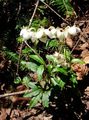 Photo Pipsissewa, Prince's Pine, Ground Holly Garden Flowers growing and characteristics