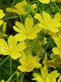 Photo Poached egg plant, Meadow Foam Garden Flowers growing and characteristics