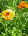 Photo Pot Marigold Garden Flowers growing and characteristics