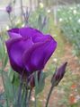 Photo Prairie Gentian, Lisianthus, Texas Bluebell Garden Flowers growing and characteristics