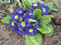 blue Garden Flowers Primrose, Primula characteristics, Photo
