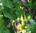 Photo Purple Bell Vine Garden Flowers growing and characteristics