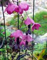Photo Purple Bell Vine Garden Flowers growing and characteristics