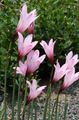Photo Rain Lily Garden Flowers growing and characteristics