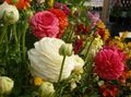 Photo Ranunculus, Persian Buttercup, Turban Buttercup, Persian Crowfoot Garden Flowers growing and characteristics