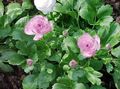 Photo Ranunculus, Persian Buttercup, Turban Buttercup, Persian Crowfoot Garden Flowers growing and characteristics