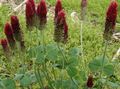 Foto Rot Gefiederten Klee, Zier Klee, Kleeblatt-Rot Gartenblumen wächst und Merkmale