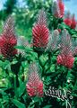 Photo Red Feathered Clover, Ornamental Clover, Red Trefoil Garden Flowers growing and characteristics