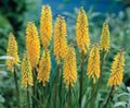Photo Red hot poker, Torch Lily, Tritoma Garden Flowers growing and characteristics