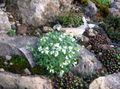 Photo Rock cress Garden Flowers growing and characteristics