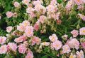 Foto Zistrose Gartenblumen wächst und Merkmale