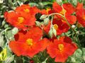 Photo Rock rose Garden Flowers growing and characteristics