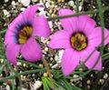 Foto Romulea Gartenblumen wächst und Merkmale