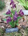 Photo Roscoea Garden Flowers growing and characteristics