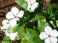 Photo Rose Periwinkle, Cayenne Jasmine, Madagascar Periwinkle, Old Maid, Vinca Garden Flowers growing and characteristics