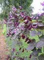 Photo Ruby Glow Hyacinth Bean Garden Flowers growing and characteristics