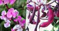 Foto Rubin Schein Hyazinthe-Bohne Gartenblumen wächst und Merkmale