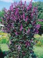 šeřík Zahradní květiny Ruby Záře Hyacint Bean, Dolichos lablab, Lablab purpureus charakteristiky, fotografie