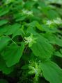 green Garden Flowers Rue anemone, Anemonella thalictroides characteristics, Photo