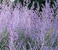 Photo Russian Sage Garden Flowers growing and characteristics