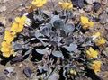 жълт Градински цветове Rydberg Twinpod, Двойно Bladderpod, Physaria характеристики, снимка