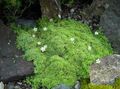 Photo Sandwort Garden Flowers growing and characteristics