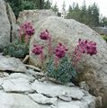 Foto Saxifraga Gartenblumen wächst und Merkmale